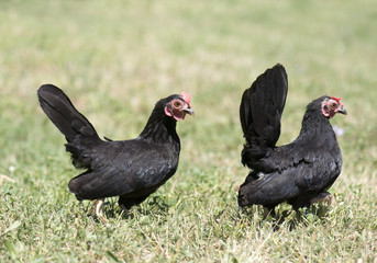 two serama chicken