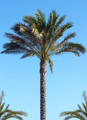 Obraz premium Palm tree on blue sky background.