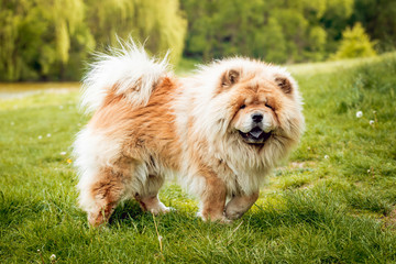 Beautiful dog chow-chow in the park. - obrazy, fototapety, plakaty