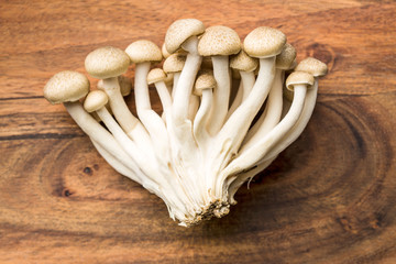 brown shimeji mushrooms