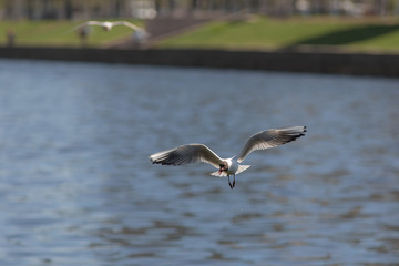 gull with piece of bread
