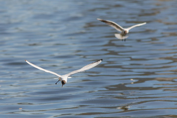 two flying gulls