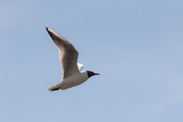 seagull flying in the sky