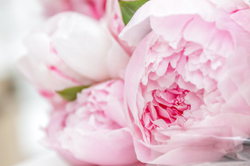 Closeup of pink peony flowers © Alena Yakusheva