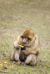 Barbary Macaque with baby.