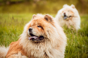 Fototapeta na wymiar Beautiful dog chow-chow in the park.