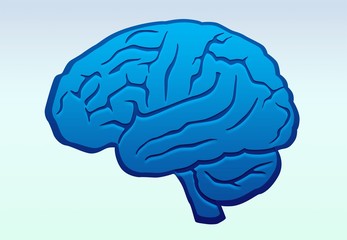 Brain.