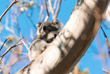 Koala relaxing on a tree branch - Great Otway National Park