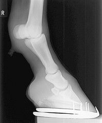  hores front right  leg xray picture.