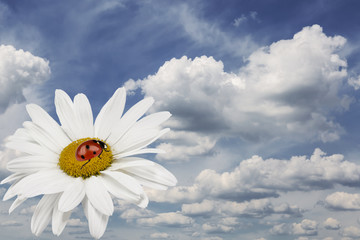 Ladybug is sitting on camomile on blue sky background with clouds