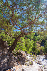 Samaria Gorge in central Crete, Greece