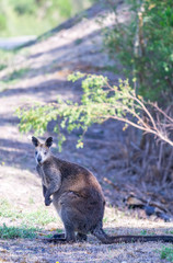 Kangaroo along the road, Victoria forest - Australia