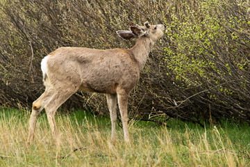 Naklejka na ściany i meble Rocky Mountain mule deer in the Colorado