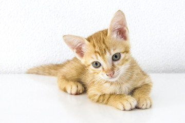 Orange short hair kitten sitting isolated on white cement wall background and white floor