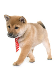 puppy shiba inu