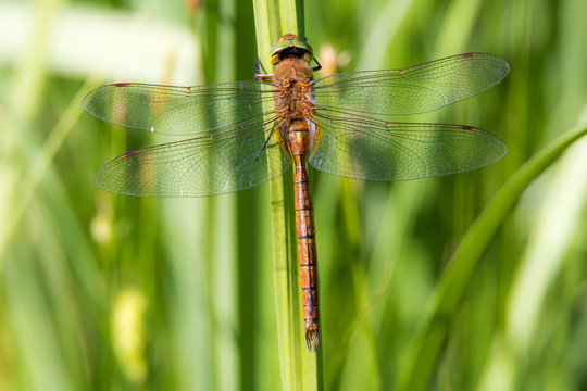 eine Keilflecklibelle sitzt am Ufer eines sumpfigen Sees