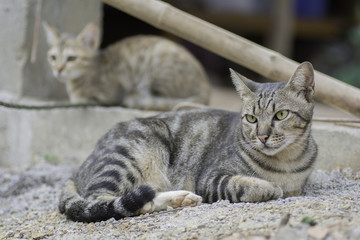 Cat lying on the ground and staring