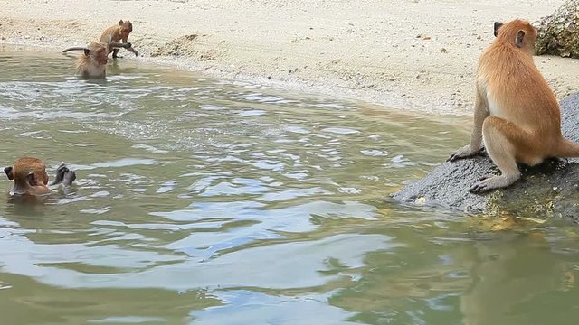 wild monkey playing and swimming in water pool