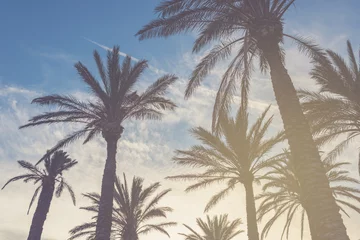 Tissu par mètre Palmier Palm trees at sunset