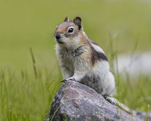 Naklejka na ściany i meble Golden-mantled Ground Squirrel - Jasper National Park