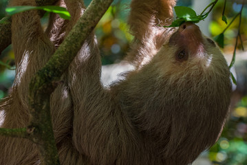 Sloth / Young Sloth hanging from  a branch in the Costa Rican rain forest