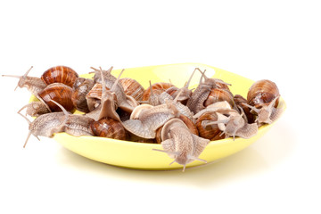 live snails in a plate on the white background