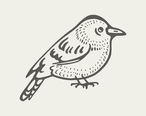 Fototapeta premium sitting bird