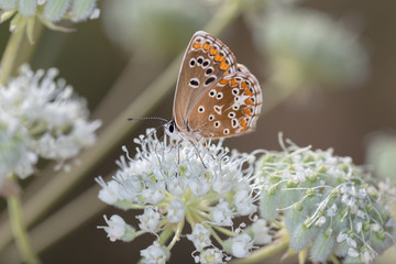 Butterfly on white flowers