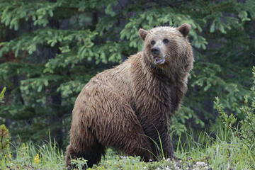 Fototapeta na wymiar Grizzly Bear - Jasper National Park