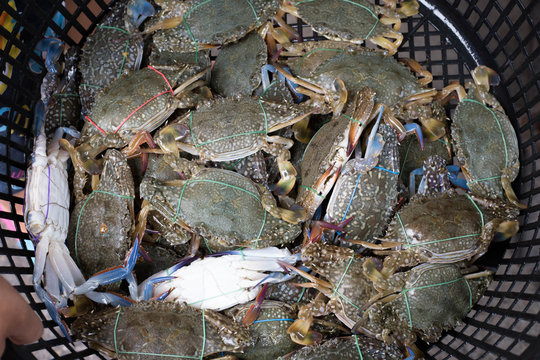 Fresh crab in plastic basket sell at morning wet market
