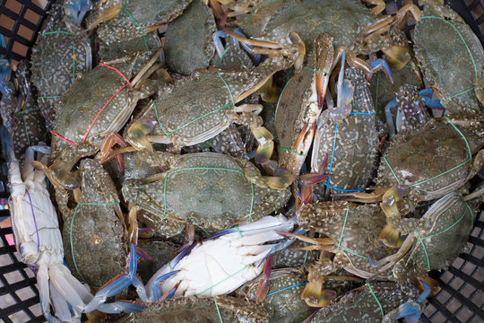 Fresh crab in plastic basket sell at morning wet market