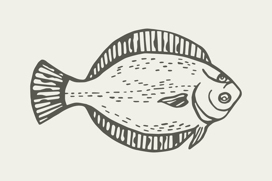 Fish flounder, graphic illustration