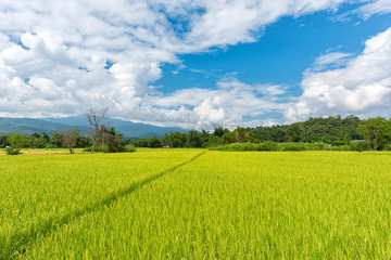 Green landscape with Jasmine rice field in Thailand ,Landscape with paddy field cultivated in Mea Hong Son province, Thailand