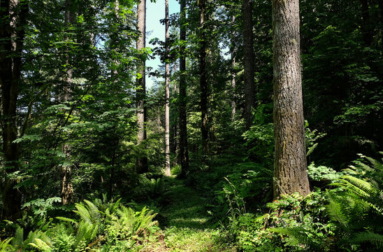 Fototapeta Beautiful forest trail in sunlight and shadow