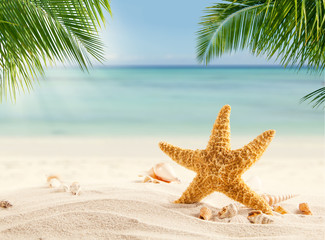 Fototapeta na wymiar Tropical beach with various shells in sand