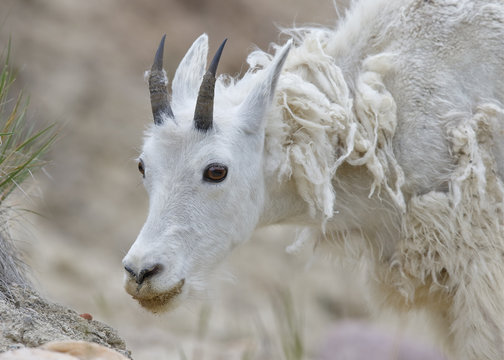 Mountain Goat Shedding its Winter Coat - Jasper National Park