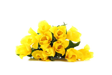 Yellow tulips isolated on a white background