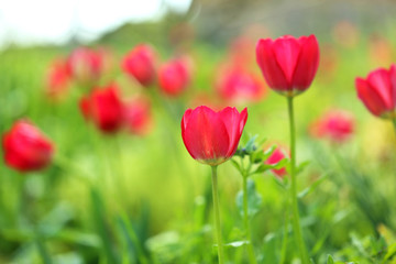 Obraz premium Red tulips in the garden, close up
