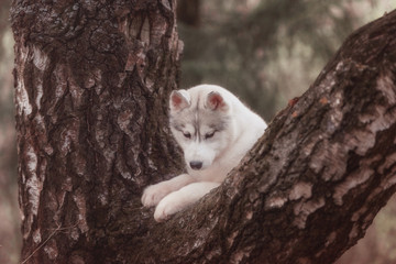 Puppy. Portrait on the tree in outdoor.