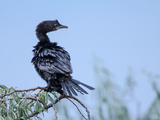 Zwergscharben sitzen auf einer Ölweide in einem Supfgebiet bei Ravenna