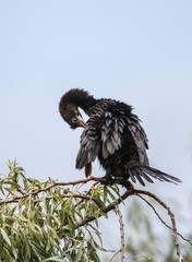 Zwergscharben sitzen auf einer Ölweide in einem Supfgebiet bei Ravenna