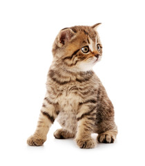 Small cute kitten, isolated on white