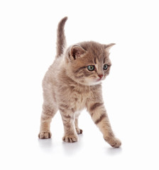 Small cute kitten, isolated on white