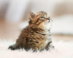 Small cute kitten on carpet