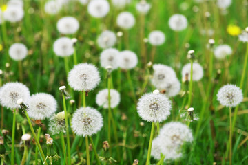 Obraz premium dandelions in field