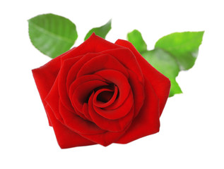 Fototapeta premium Red rose on white background