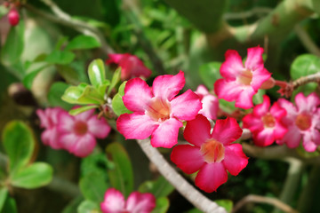 Fototapeta na wymiar Beautiful pink flowers on street