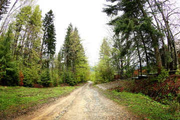 Fototapeta na wymiar Pathway in mountain forest