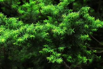 Green bush background