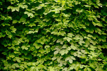 Green bush background
